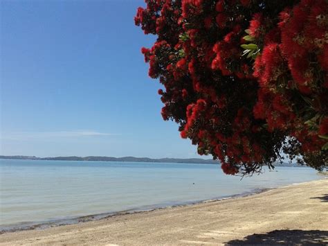 Serving the Pohutukawa Coast