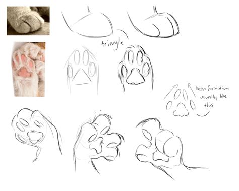 How To Draw Cat Paws | Images and Photos finder