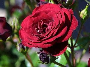 Free picture: roses, red, green, beautiful, flowers