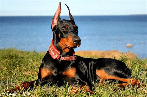 Doberman Wallpapers - Wallpaper Cave