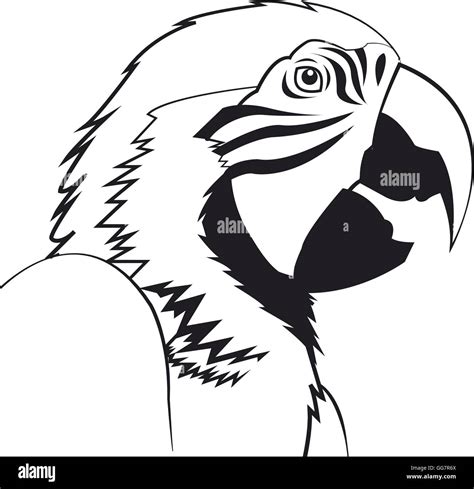 Parrot drawing hi-res stock photography and images - Alamy