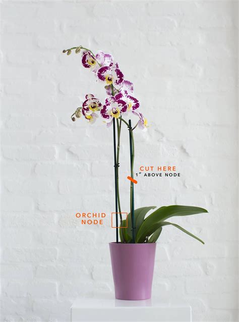 General Orchid Care — Your Orchid Questions