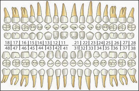 Dental Investigators: 1.3 Truth has rough flavours if we BITE it through..