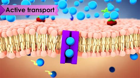 Transport Across Membrane Experiment - HollytuScott