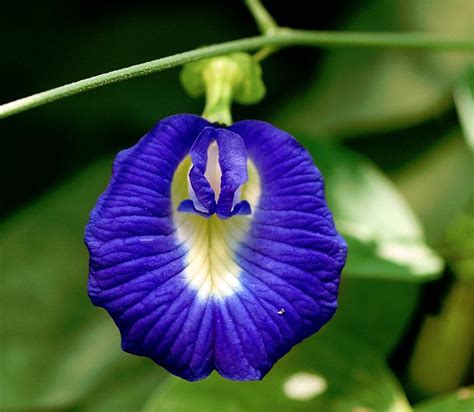 Organic Blue Aparajita Butterfly Pea Vine Clitoria ternatea - 5 Seeds ...