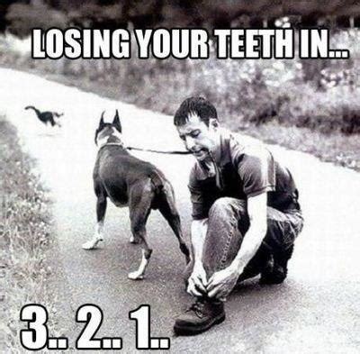 How To Remove Teeth With The Help Of Your Boxer Dog