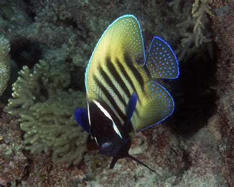 Six Banded Angelfish, Great Barrier Reef Photograph by Pauline Walsh ...