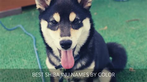 Ultimate List Of The Top 300+ Shiba Inu Dog Names - Good, Cute And ...