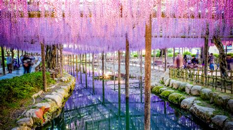 Ashikaga Flower Park Wikipedia | Best Flower Site