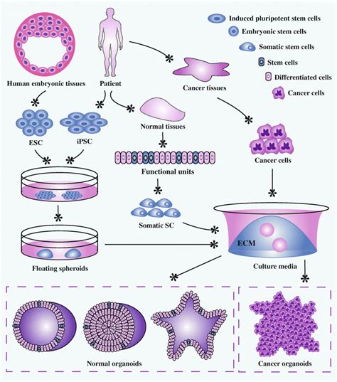 How Tumor Organoid Applications Help In Cancer Research | Kosheeka