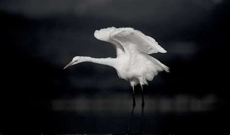 Great Egret Bird - Free photo on Pixabay - Pixabay