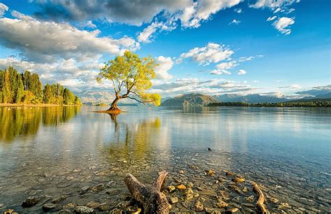 3840x2400px | free download | HD wallpaper: New Zealand, South Island, Lake Wanaka, green tree ...