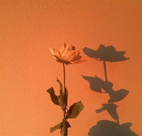 the shadow of a single flower is cast on an orange wall with shadows from it