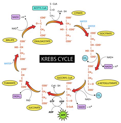 Krebs cycle BIOC 2580 Diagram | Quizlet