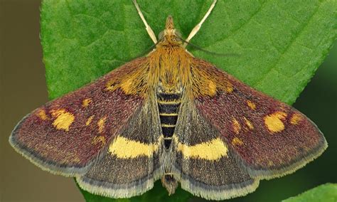 Mint Moth | Butterfly Conservation