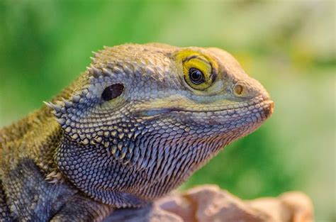 1+ Free Pogona Minor & Animal Images