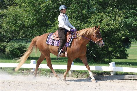 Western Dressage Overview - Western Life Today