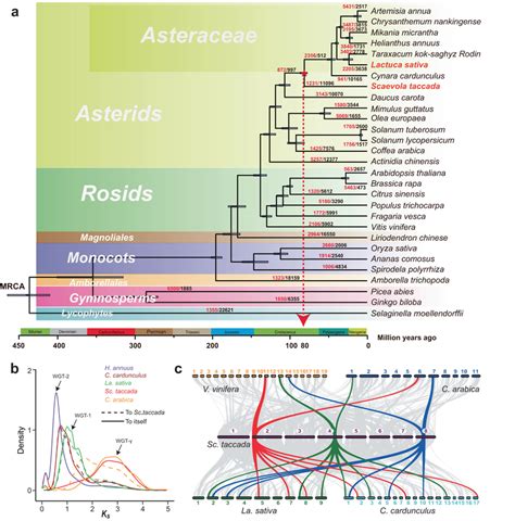 Phylogenetic relationship of Asteraceae with other plants and... | Download Scientific Diagram