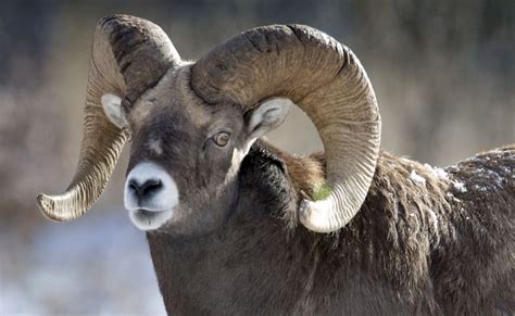 Group 6: Sierra Nevada Bighorn Sheep- Miles Loef