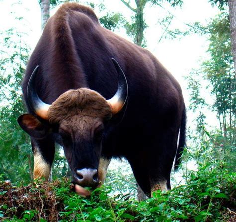 indian bison also the gaur | animals | Pinterest | The o'jays, Photos and Indian