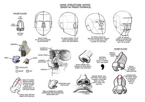 Character Anatomy | Nose