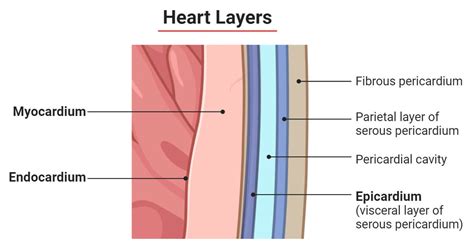 Myocardium Endocardium And Pericardium