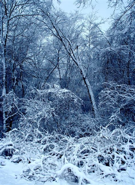 A New England Snow Storm stock image. Image of nature - 109890669