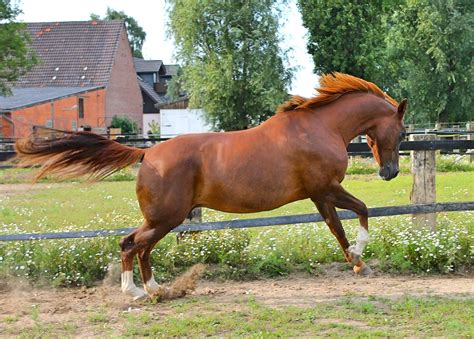 Are Chestnuts really more badly behaved than other horses?