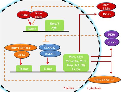 Frontiers | New Insights Into the Circadian Rhythm and Its Related Diseases