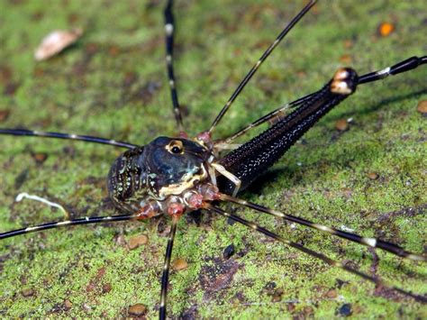 Harvestmen