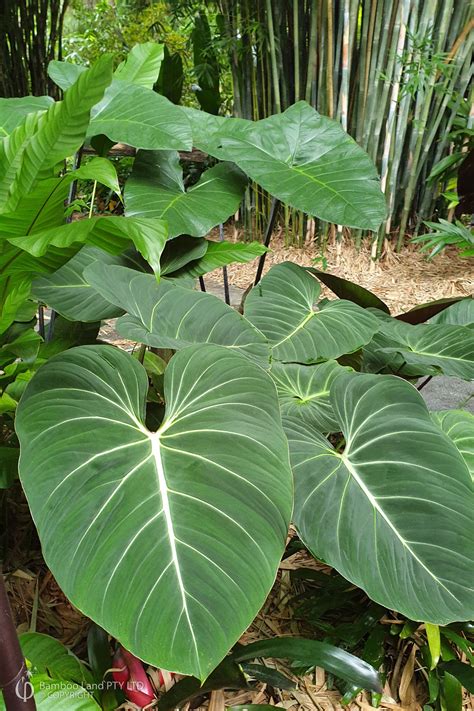 Philodendron gloriosum