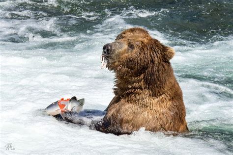 Katmai | Grizzly Easting Fish | Bear, Bear fishing, Grizzly