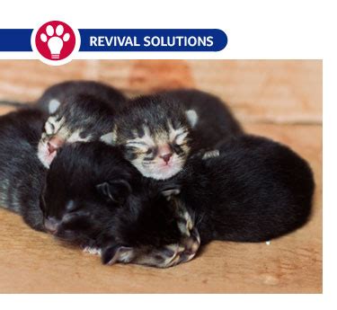 Revival Animal Health - Abandoned Kitten Care: Raising Orphaned Kittens