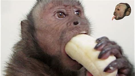 A monkey being a monkeyhttps://youtu.be/xjodBEJpA-Q | Monkeys funny, Funny monkey pictures, Pet ...