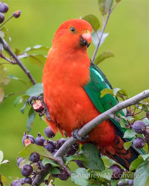 Top 20 Birds - Australia — QuestaGame