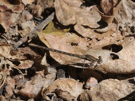 The Online Zoo - Unidentified Damselfly