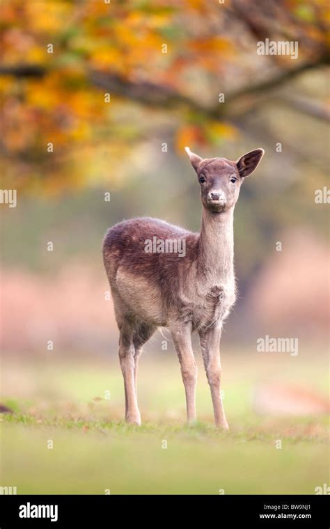 Fallow Deer; Dama dama; female Stock Photo - Alamy