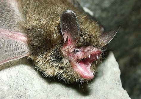 Do Bats Bite Humans? Swooping Attacks and FAQs - Squirrels at the Feeder