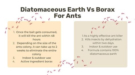 Diatomaceous Earth Vs Borax: Major Difference - GreenRatControl