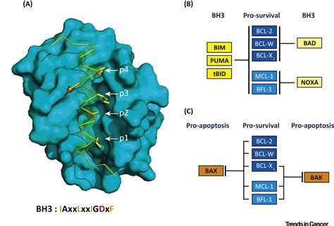 Targeting BCL-2-like Proteins to Kill Cancer Cells: Trends in Cancer