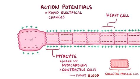 Action potentials in myocytes: Video & Anatomy | Osmosis