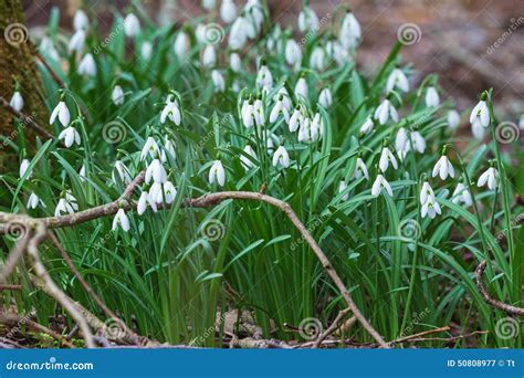 Snowdrops in early spring stock image. Image of galanthus - 50808977