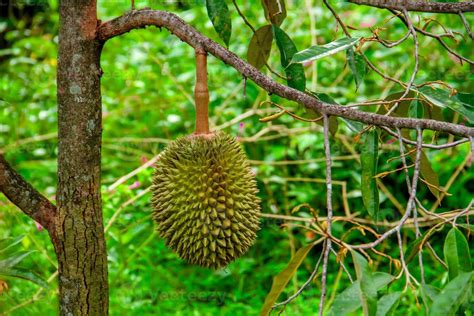 Fresh local Indonesian durian. The durian is still on the tree ...