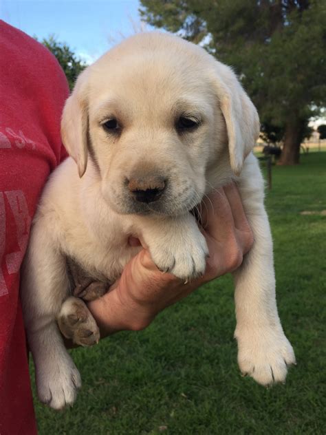 Labrador Retriever Puppies For Sale | Queen Creek, AZ #183879