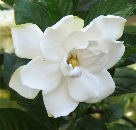 How To Propagate Gardenia: Starting Gardenias From Cuttings