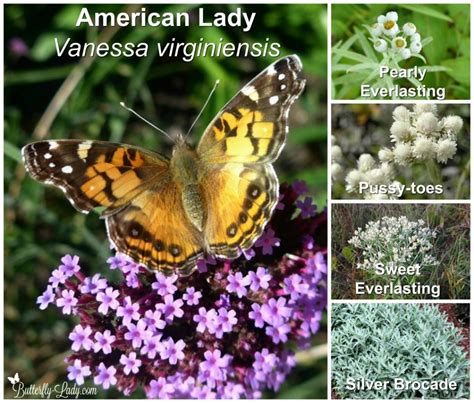 Want Butterflies? Plant Host Plants! – Butterfly Lady