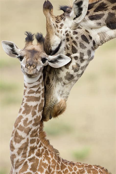 Masai Giraffe Mother Nuzzling Baby, Masai Mara, Kenya Photograph by ...