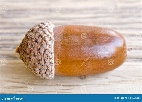 Acorn fruit stock image. Image of fruit, autumn, seeds - 35945071