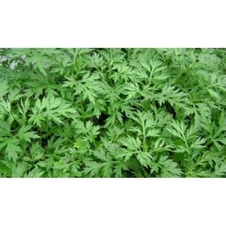 Jual Benih Bibit Daun Kenikir Sayur/Lalap Ninufarm (50 Butir) Indonesia|Shopee Indonesia