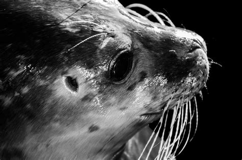 Grey Seal Free Stock Photo - Public Domain Pictures